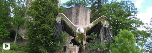 Adler vor Burgruine